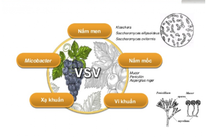 Một số loài nấm men thường gặp trong sản xuất rượu vang